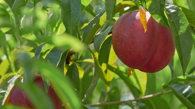 Close-up met natuurlijke nectarine in de plantage
