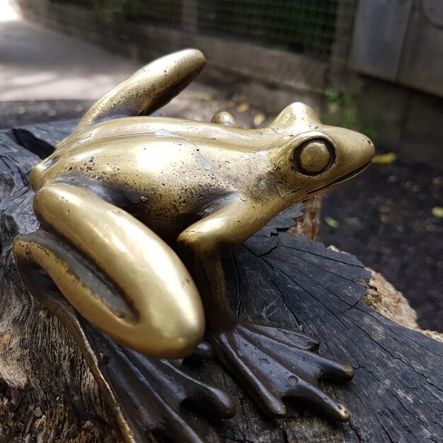 Photo close-up of metal frog on wood