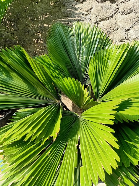 Close up of mexican fan palm plant