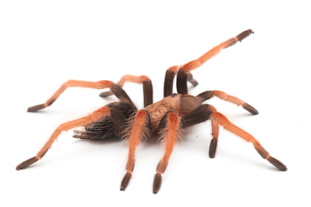 Close-up of Mexican Fireleg tarantula