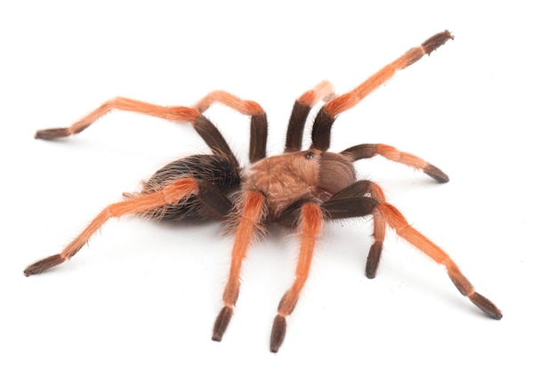 Close-up of Mexican Fireleg tarantula