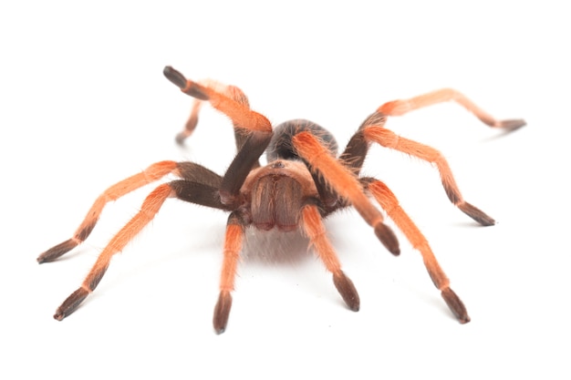 Close-up of Mexican Fireleg tarantula