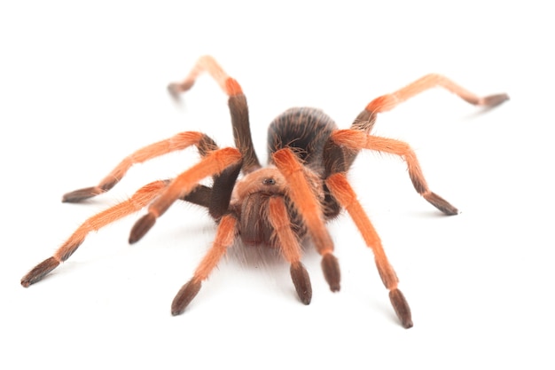 Close-up of Mexican Fireleg tarantula