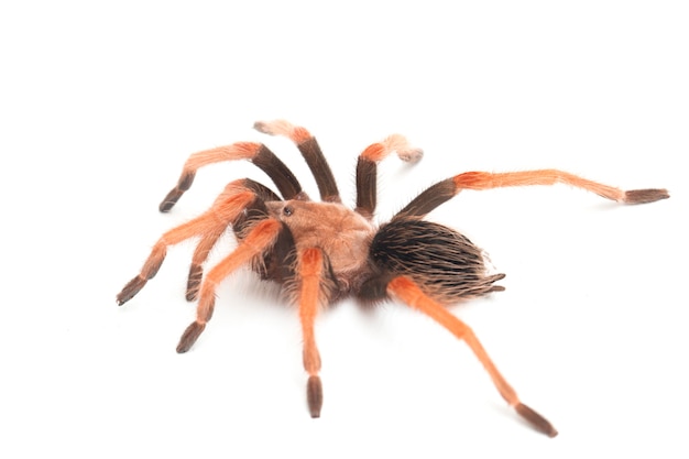 Close-up of Mexican Fireleg tarantula