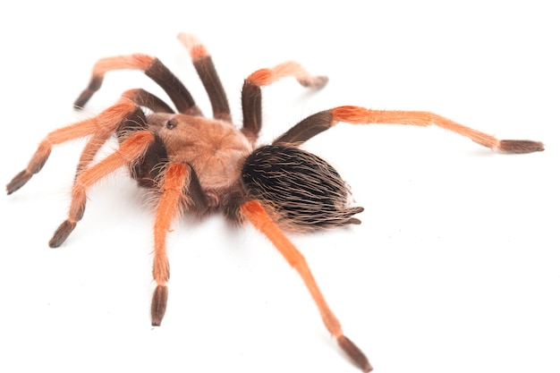 Close-up of Mexican Fireleg tarantula