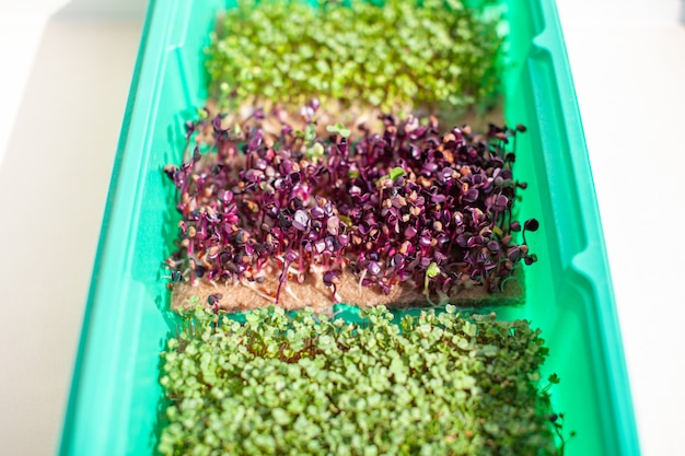 Photo close-up of micro-greenery of basil, arugula and other plants. growing basil sprouts close-up. germination of seeds at home. the concept of vegan and healthy food. sprouted seeds, micro-greens.