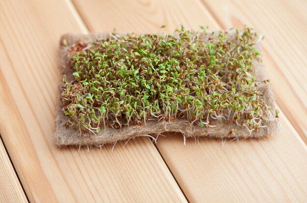 Foto primo piano di micro-verdure di senape, rucola e altre piante in casa. senape crescente e germogli di rucola in primo piano a casa. il concetto di cibo vegano e sano. semi germogliati, micro-verdure