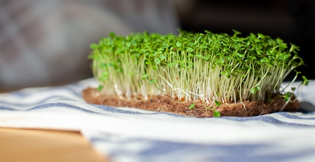 Photo close-up of micro-greens of mustard, arugula and other plants at home. growing mustard and arugula sprouts in close-up at home. the concept of vegan and healthy food. sprouted seeds, microgreens