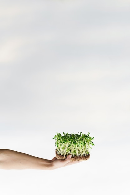 Close-up microgreen van zonnebloempitten met grond in de hand