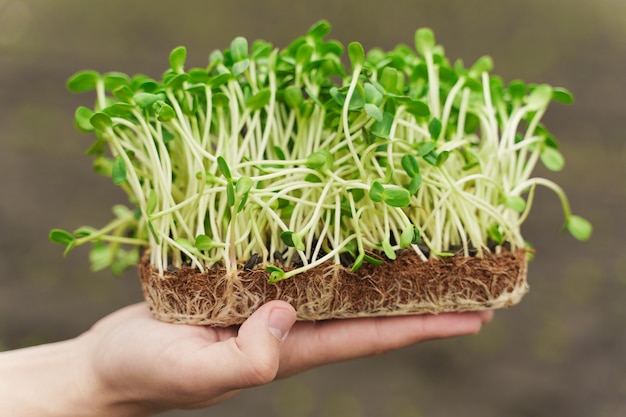 Close-up microgreen van zonnebloempitten met grond in de hand