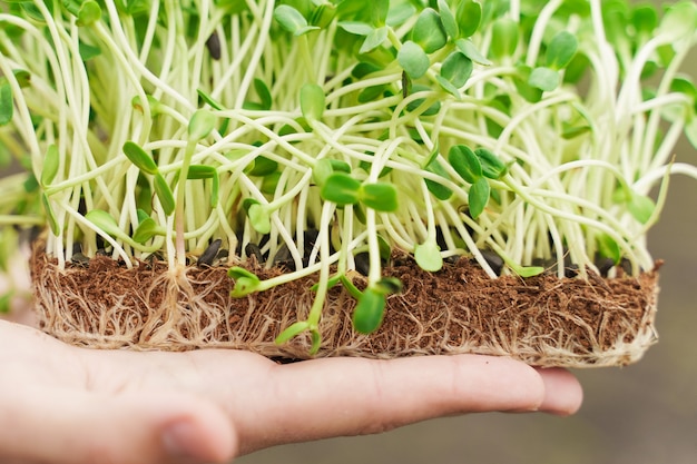 Close-up microgreen van zonnebloempitten met grond in de hand
