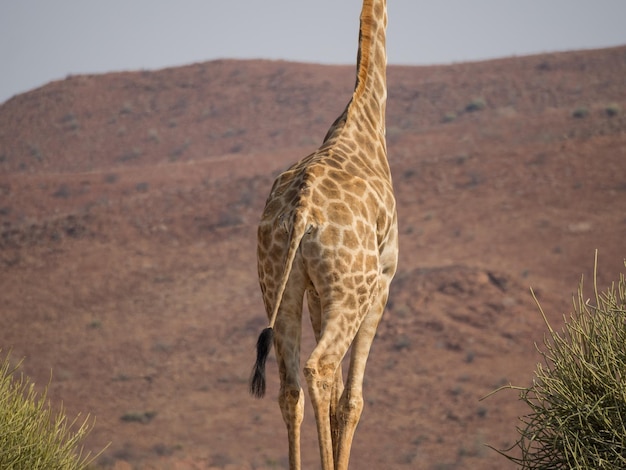 Foto close-up della sezione centrale di una giraffa nella concessione di palmwag in namibia, africa