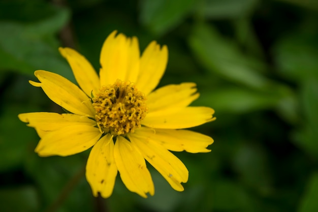 Close-up Milampodium Divarictum-bloem, de zomer bloeiende gele bloem op de vloer