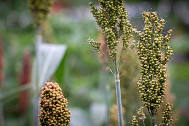 Close up Millets standing in field