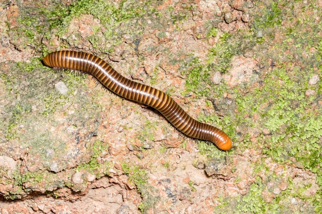 Close up the millipede