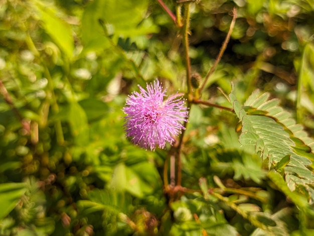 A close up of Mimosa pudica also called sensitive plant sleepy plant action plant touch me not or shameplant