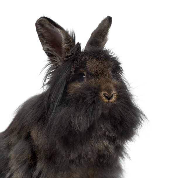 Close-up of Mini Lop Rabbit isolated on white surface