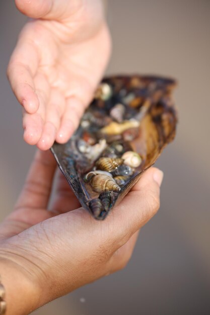 Close up of mini seashells inside big seashell