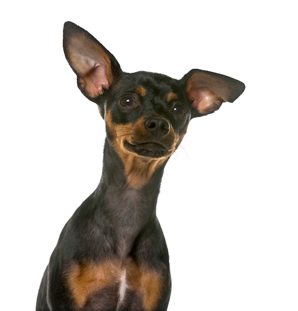 Close-up di un miniature pinscher davanti a un muro bianco