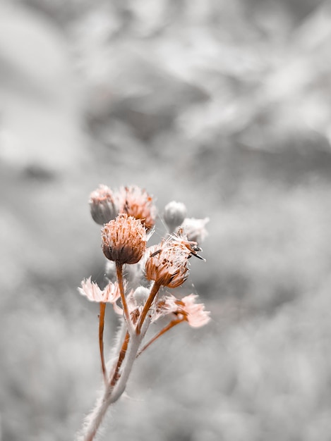 Foto close-up minimale bloem op grijze achtergrond