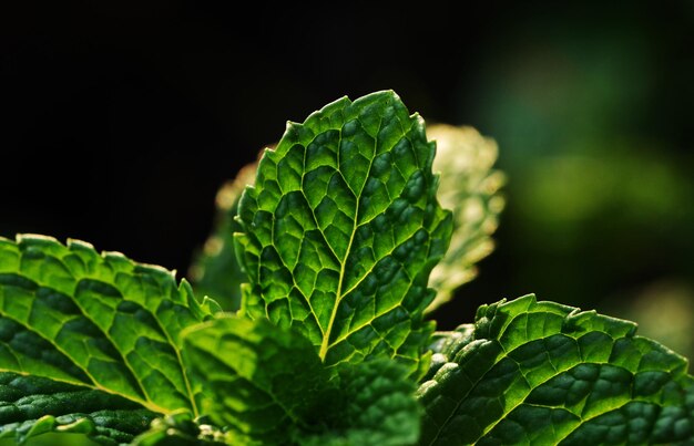 A close up of a mint leaf