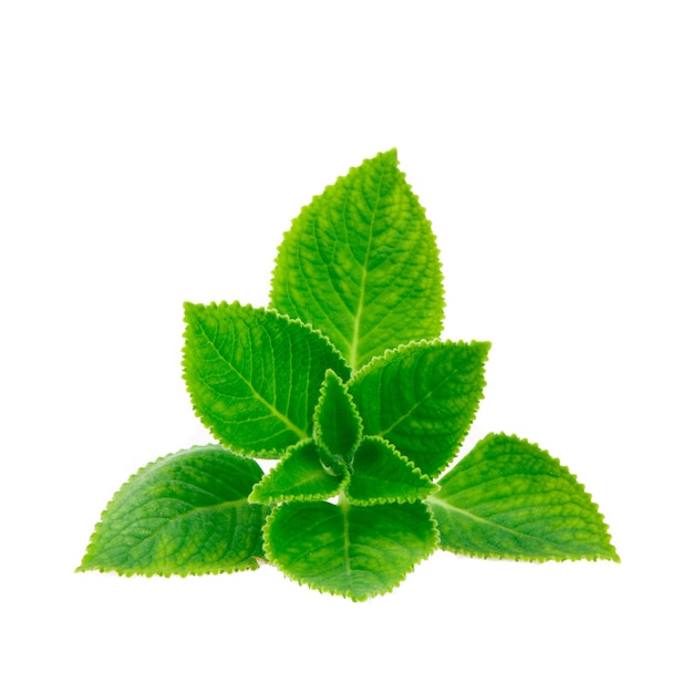 白い背景に対する薄荷の葉のクローズアップ