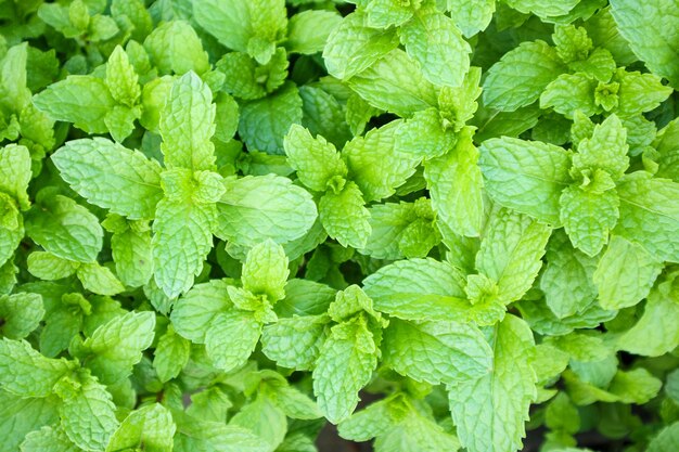 Close up mint leaves plant grow in organic vegetable garden