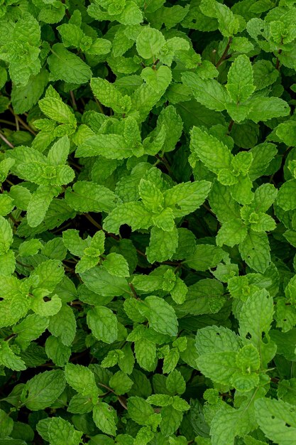 Close up mint leaves plant grow in organic vegetable garden