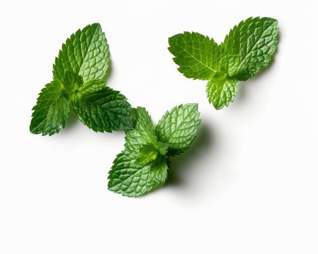 Photo a close up of mint leaves on a white background