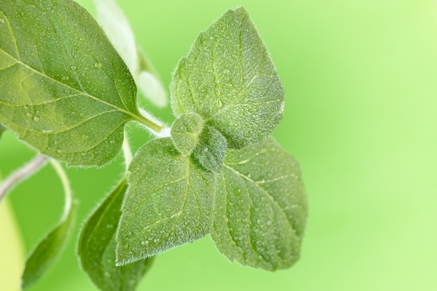 Close-up of mint leaves.