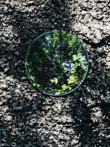 Foto close-up di uno specchio sul tronco di un albero