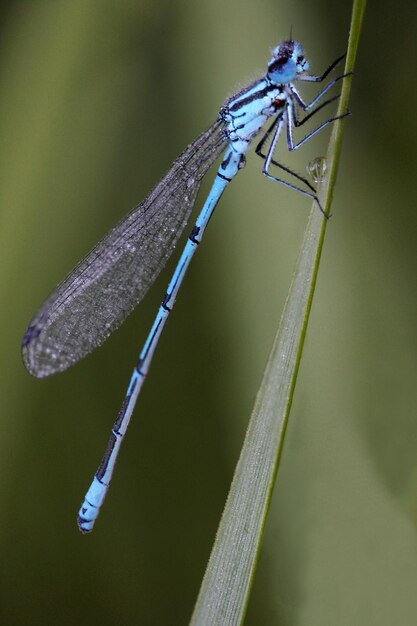 Photo close-up of misty damselfly on a grass