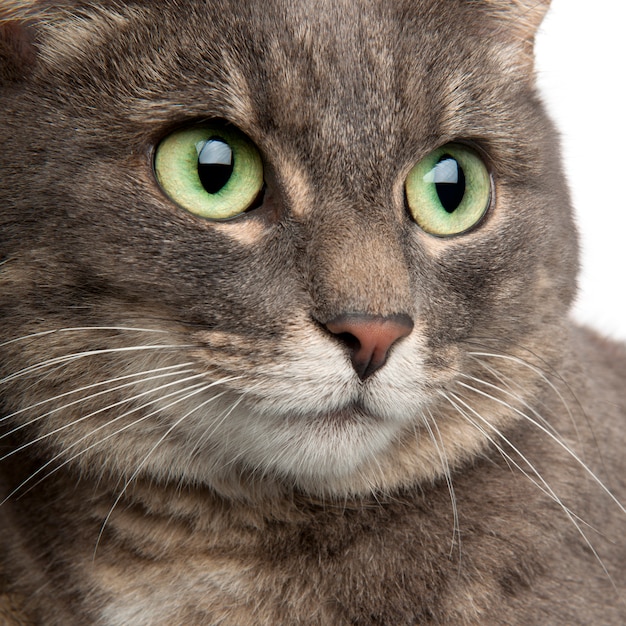 Close-up of mixed breed cat, 3 years old. Cat portrait isolated