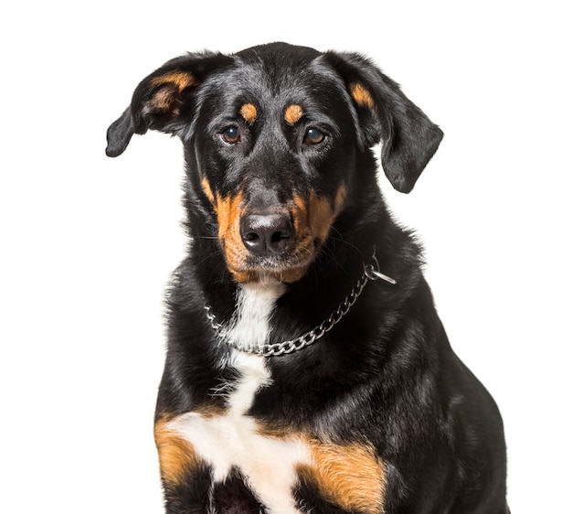 Close-up of a mixed-breed dog in front of a white background