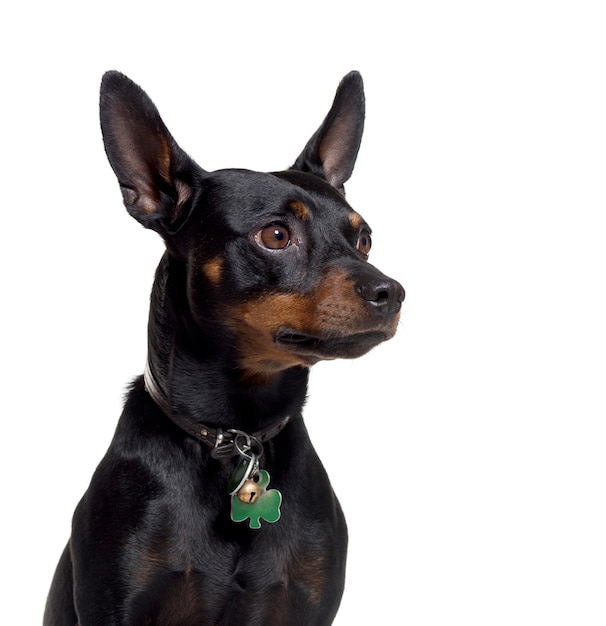 Close-up of a Mixed-breed dog, isolated