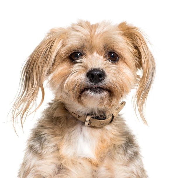 Close-up of a Mixed-breed dog, isolated