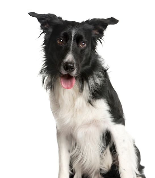 Close-up of a Mixed-breed Dog Looking at the camera