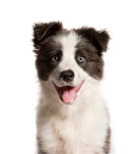 Close-up of a Mixed-breed Dog panting