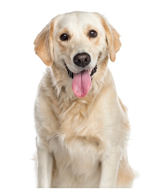 Close-up of a mixed-breed Dog panting