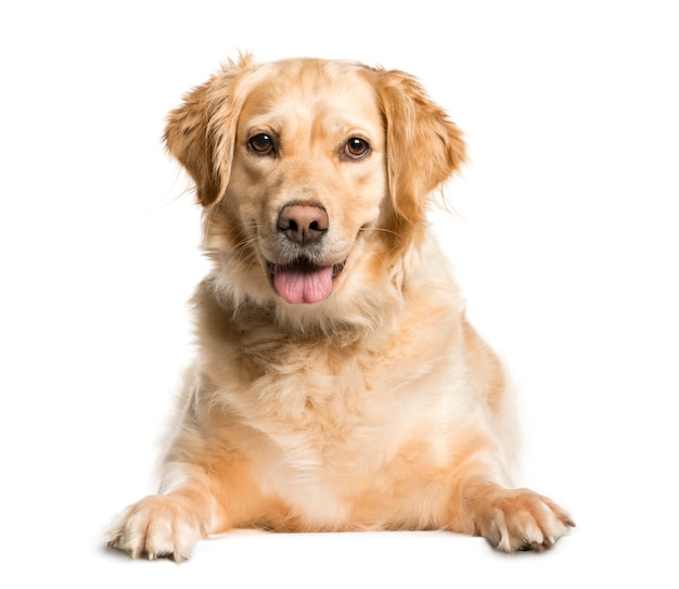 Close-up of a Mixed-breed Dog