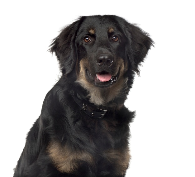 Close-up of a mixed breed dog