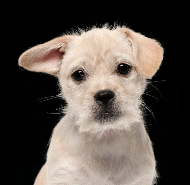 Close-up of Mixed-breed puppy, 4 months old, 