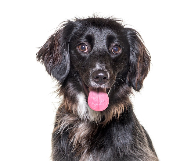 Close-up of Mixedbreed dog dog isolated on white