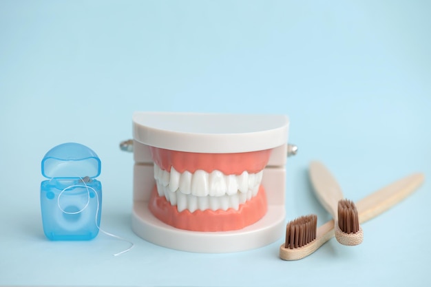Close-up model van een menselijke kaak met witte tanden, tandenborstels en flosdraad op een blauwe achtergrond