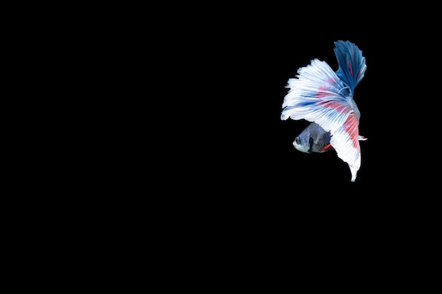 Close-up moment fish betta halfmoon blue red stripes