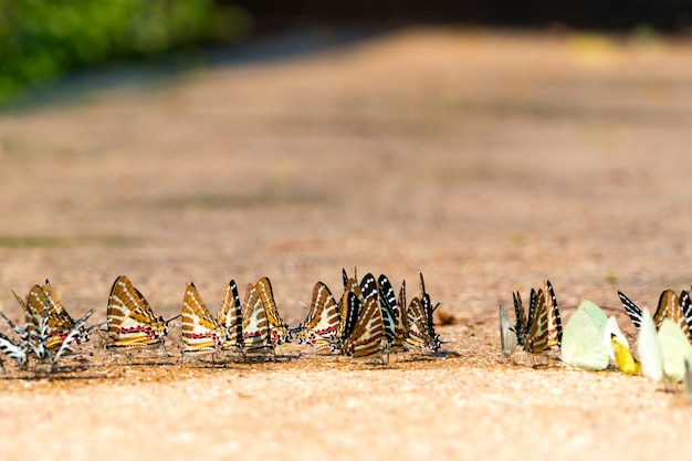 Close up monarch butterfly drink a water on the ground