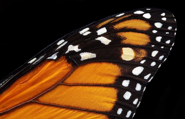 Photo a close up of a monarch butterfly's wings