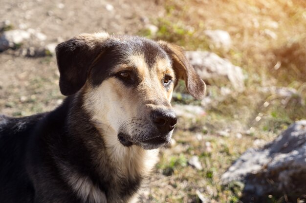 Close-up of a mongrel wagging its tail outdoors in sunny weather.