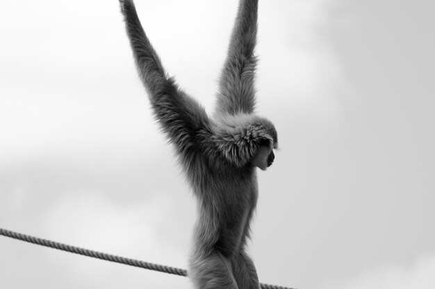 Photo close-up of a monkey against sky