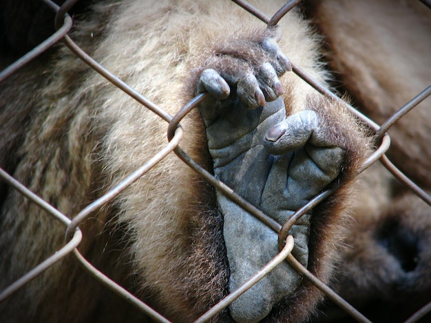 Photo close-up of monkey in cage at zoo